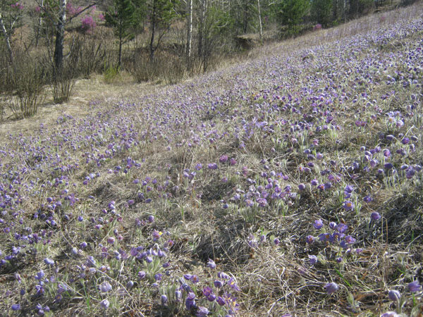 Склон горы Улан-Бас весной 2013 г.